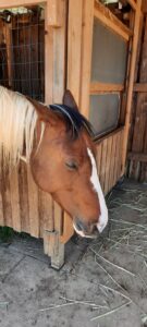 Pferd döst im Stehen mit entspannter Kopf-Hals-Haltung und seitlich gestellten, gelösten Ohren