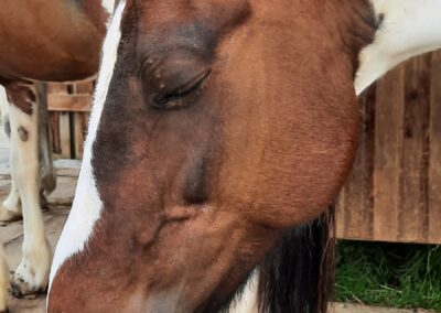 Pferd mit gesenktem Kopf und Hals, dösend im Stehen – Zeichen von Ruhe und Entspannung
