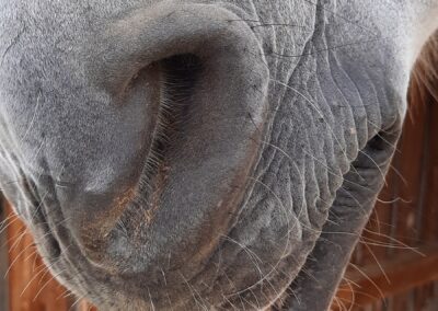 Körpersprache Pferd verstehen – entspannte Nüstern und lockere Unterlippe als Zeichen für Gelassenheit