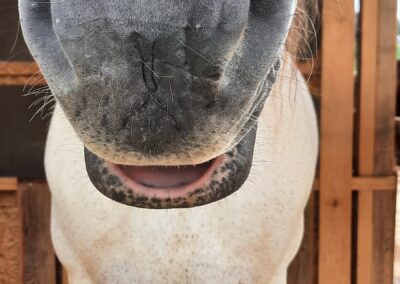 Körpersprache Pferd verstehen – entspannte Nüstern und hängende Unterlippe als Zeichen von Gelassenheit