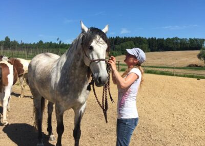 Startseite Melanie Preuß halftert ihren Wallach Valenciano – ruhiger Moment von Vertrauen und Verbindung zwischen Mensch und Pferd