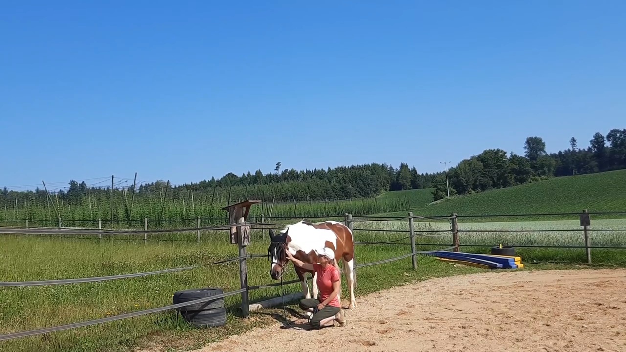 Stresssignale Pferd erkennen – drei Pferde im Offenstall zeigen Körpersprache