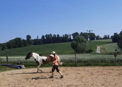 Ohren nach hinten als Konzentration im Training – Pferdeohren, Augen & Schweif Körpersprache: Anstrengung statt Unmut.