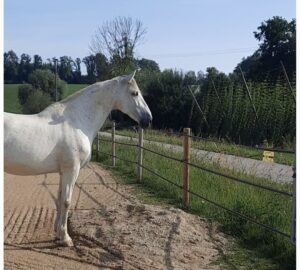 Pferd fixiert aufmerksam in die Ferne – Ohren und Augen zeigen Achtsamkeit