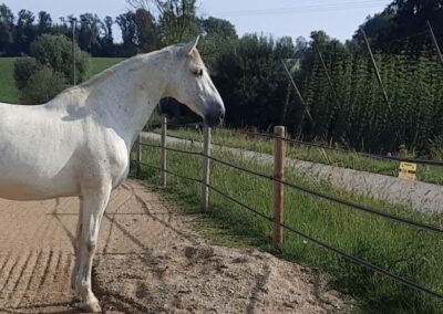 Aufmerksames Pferd mit nach vorne gerichteten Ohren