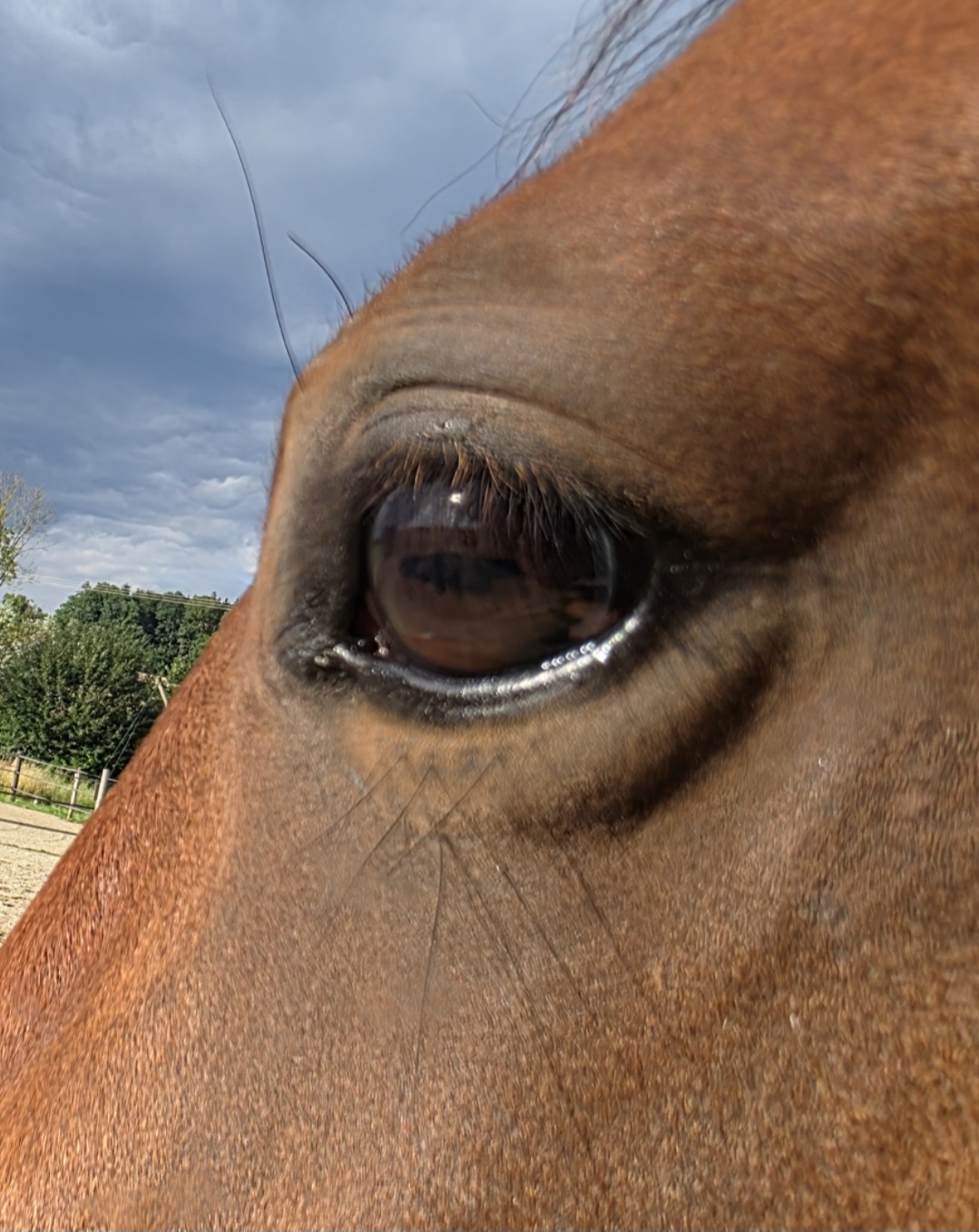 Sanfter, weicher Blick eines entspannten Pferdes