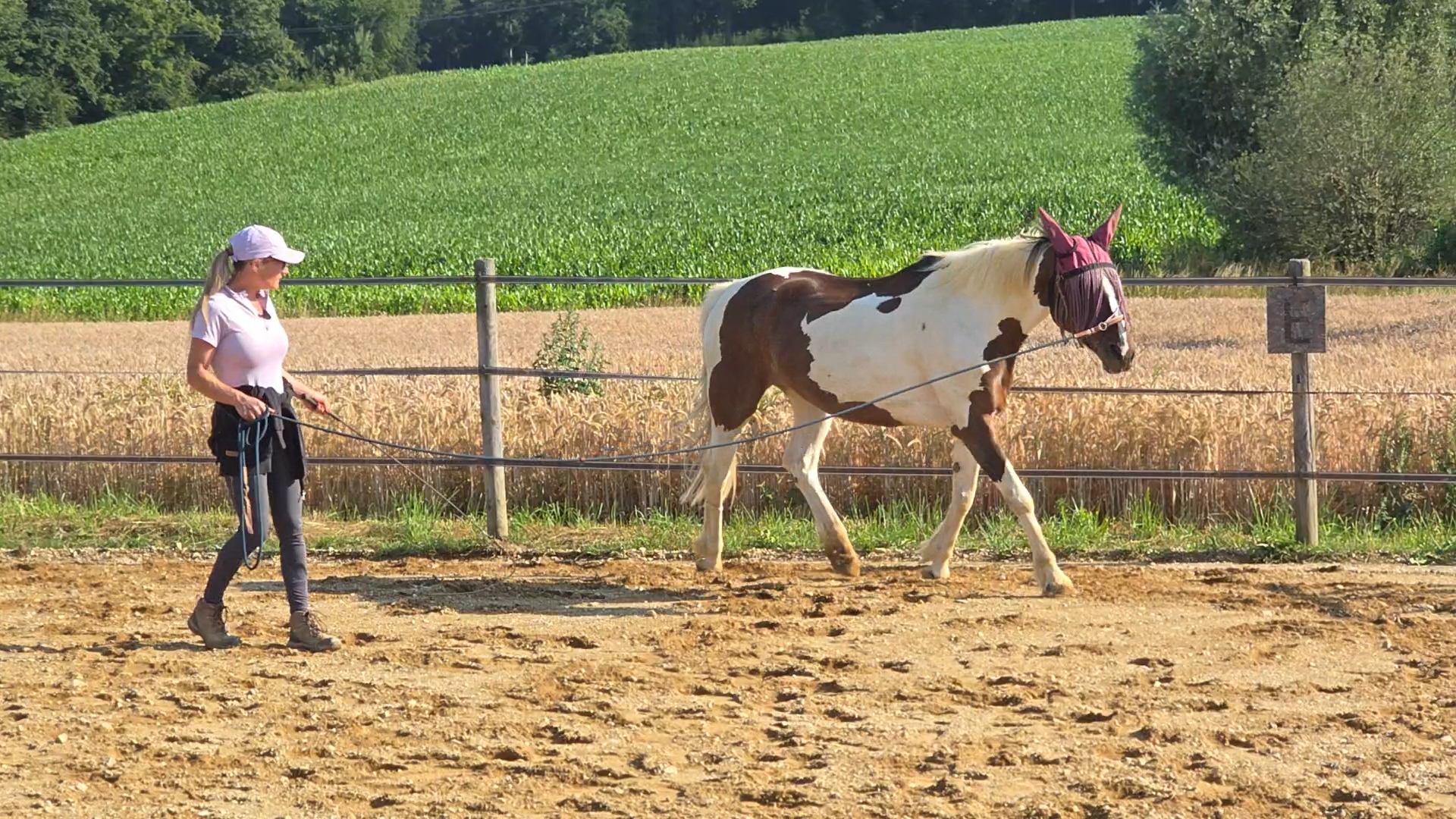Kommunikation zwischen Mensch und Pferd über Körpersprache