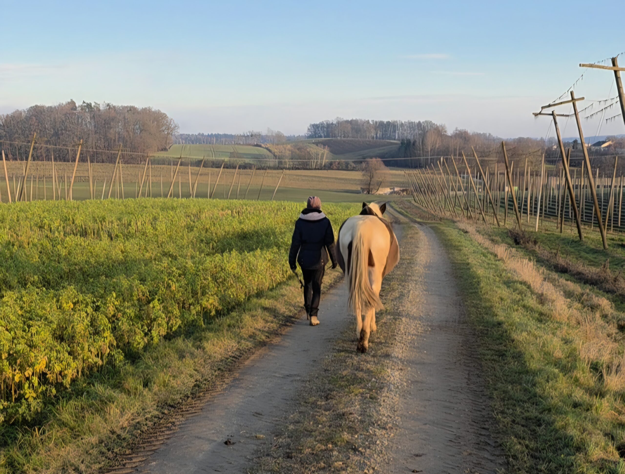 Kommunikation zwischen Mensch und Pferd über Körpersprache