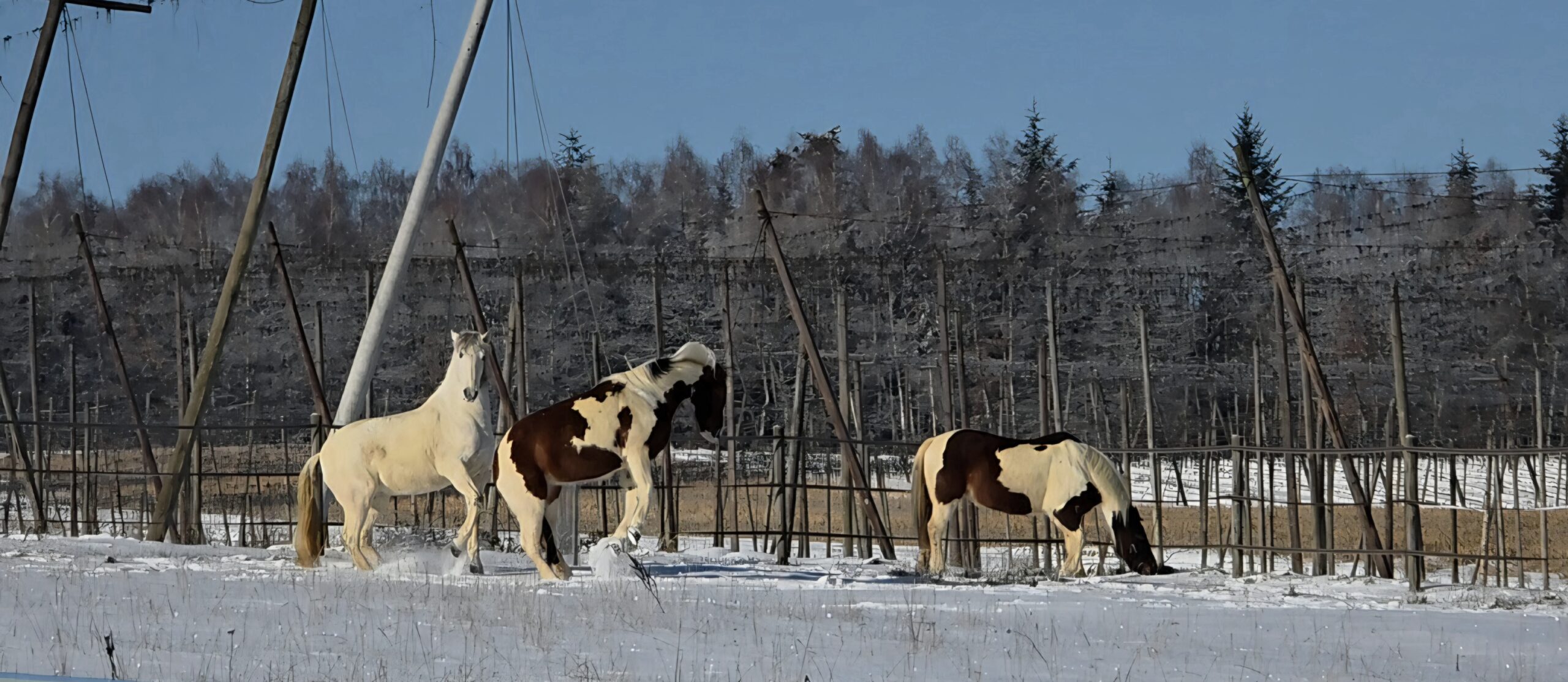 Drei Pferde auf grüner Sommerweide mit Mohnblumen – Valenciano in der Mitte, Lotti rechts, Luna links