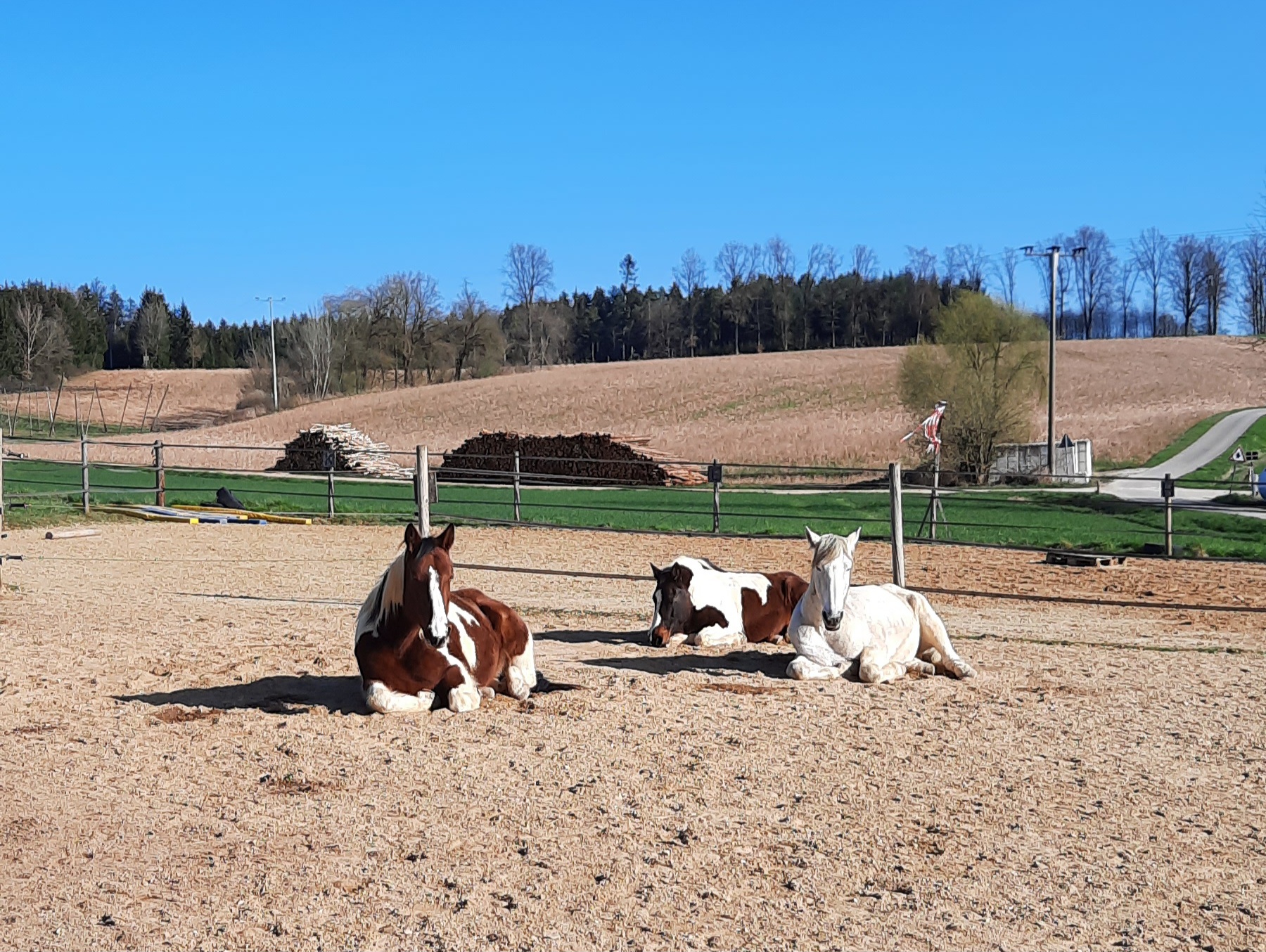 Kommunikation zwischen Mensch und Pferd über Körpersprache