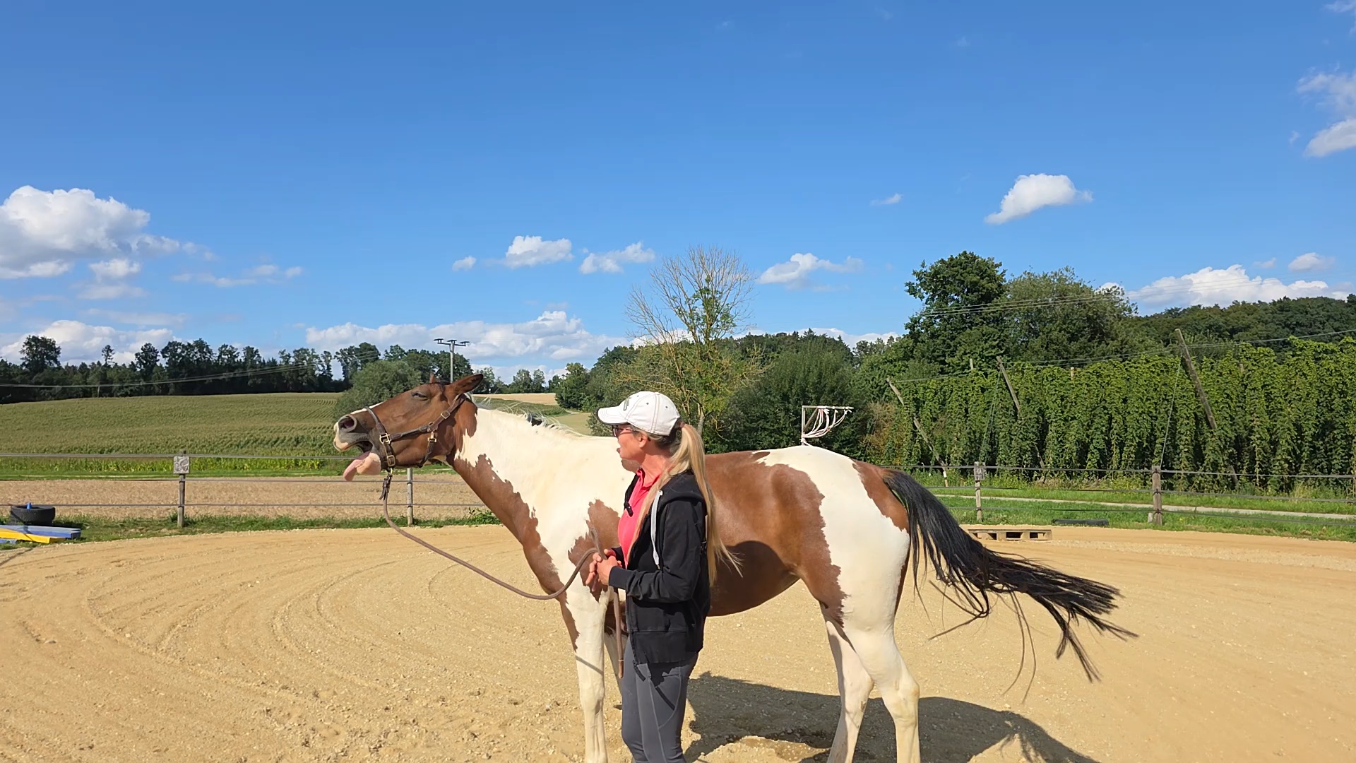 Drei Pferde auf grüner Sommerweide mit Mohnblumen – Valenciano in der Mitte, Lotti rechts, Luna links