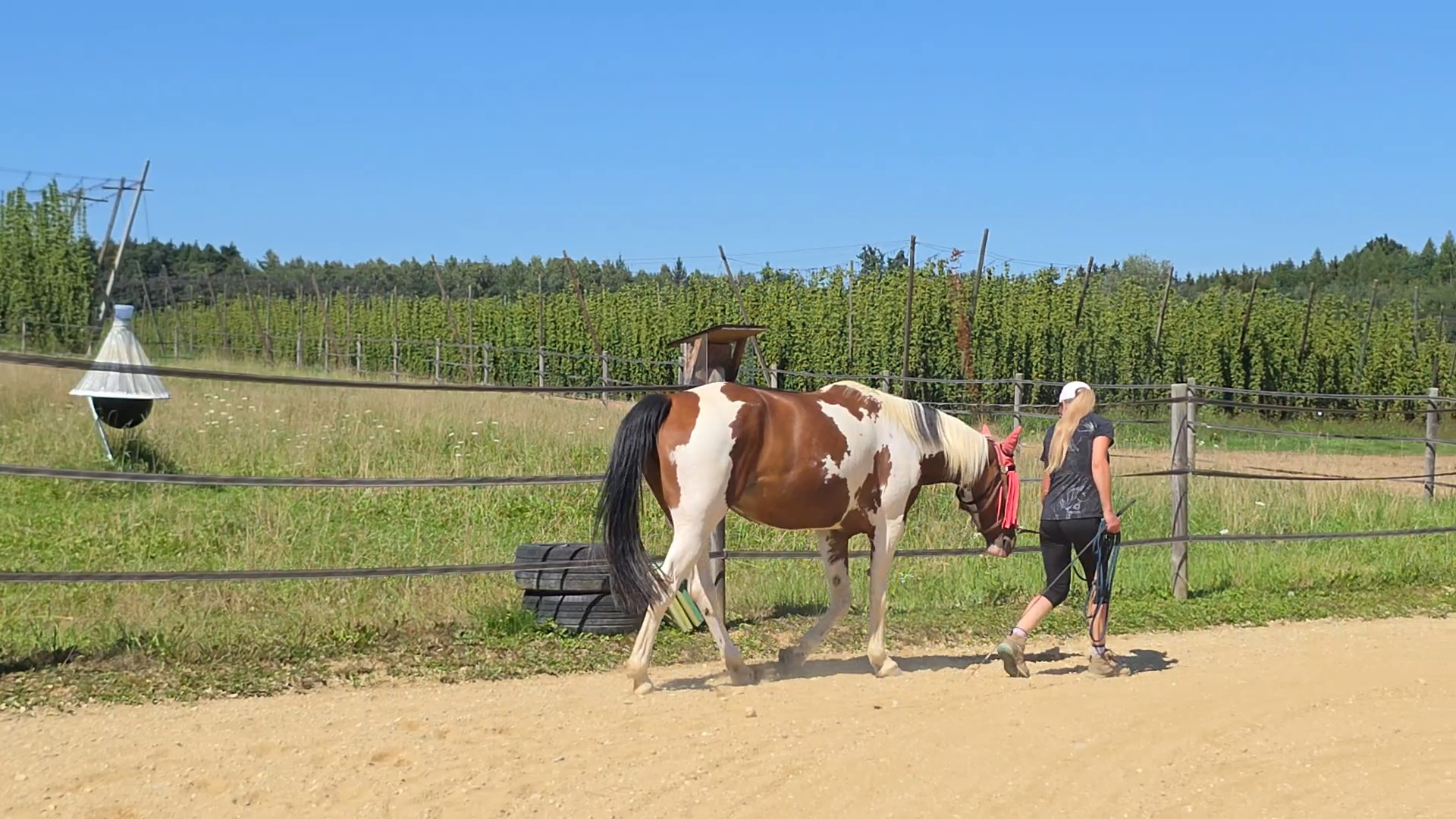 Bewegung beim Pferd verstehen und sinnvoll begleiten